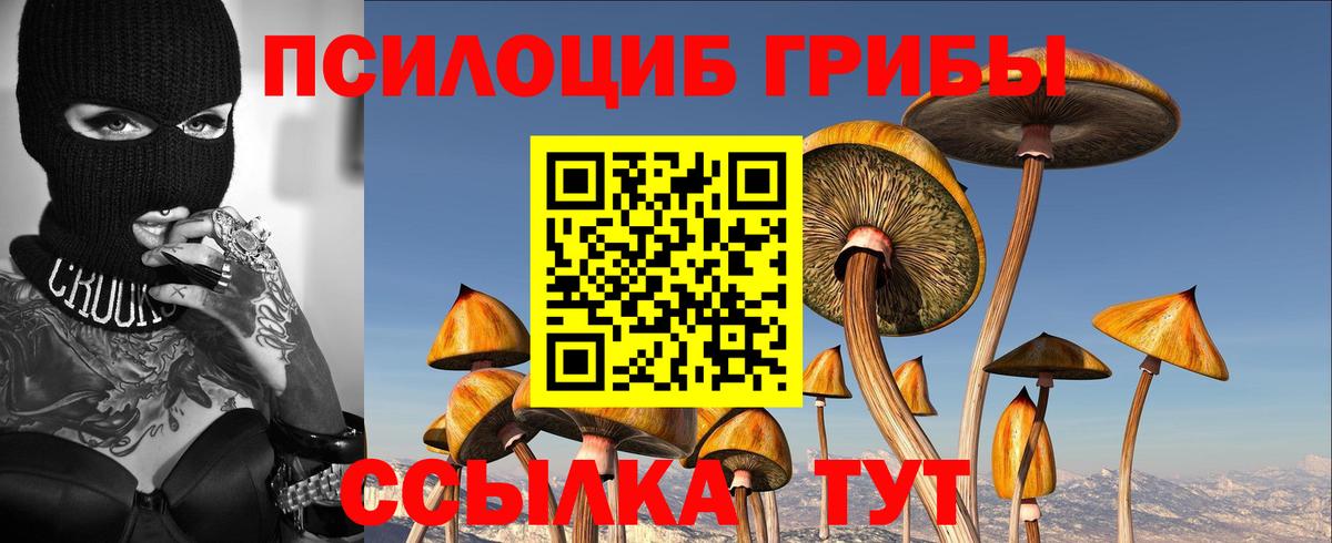 Псилоцибиновые грибы Cubensis Полевской
